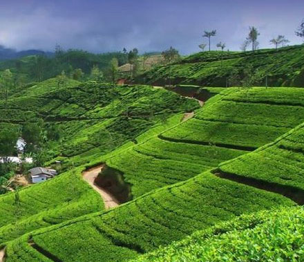 Tea Plantations